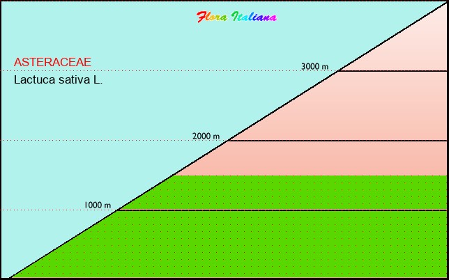 Altitudine - Elevation - Lactuca sativa L.