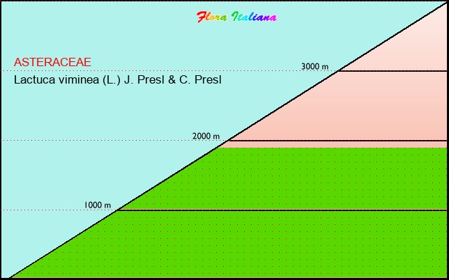 Altitudine - Elevation - Lactuca viminea (L.) J. Presl & C. Presl