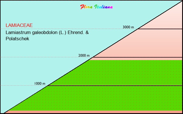 Altitudine - Elevation - Lamiastrum galeobdolon (L.) Ehrend. & Polatschek