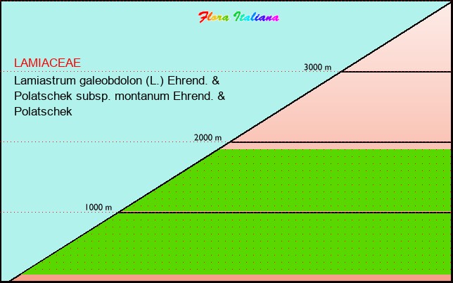 Altitudine - Elevation - Lamiastrum galeobdolon (L.) Ehrend. & Polatschek subsp. montanum Ehrend. & Polatschek