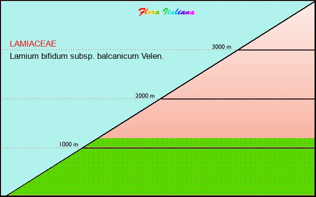 Altitudine - Elevation - Lamium bifidum subsp. balcanicum Velen.