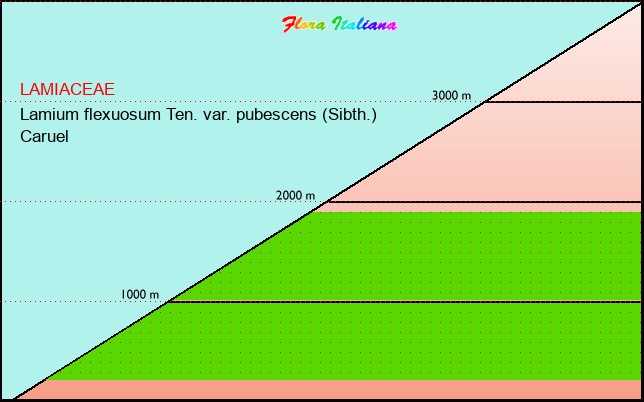 Altitudine - Elevation - Lamium flexuosum Ten. var. pubescens (Sibth.) Caruel