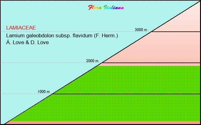 Altitudine - Elevation - Lamium galeobdolon subsp. flavidum (F. Herm.) Ã. Love & D. Love