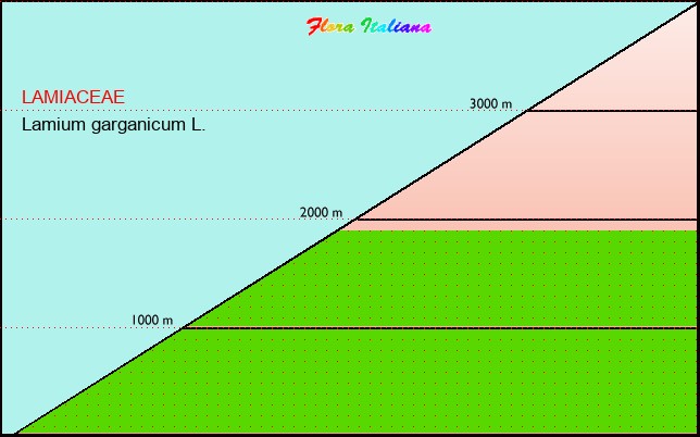 Altitudine - Elevation - Lamium garganicum L.