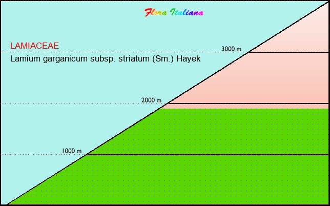 Altitudine - Elevation - Lamium garganicum subsp. striatum (Sm.) Hayek