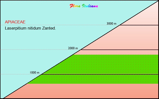 Altitudine - Elevation - Laserpitium nitidum Zanted.