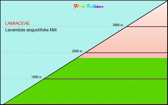 Altitudine - Elevation - Lavandula angustifolia Mill.