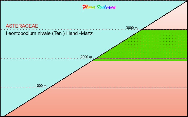 Altitudine - Elevation - Leontopodium nivale (Ten.) Hand.-Mazz.