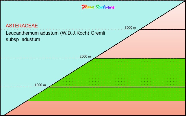 Altitudine - Elevation - Leucanthemum adustum (W.D.J.Koch) Gremli subsp. adustum