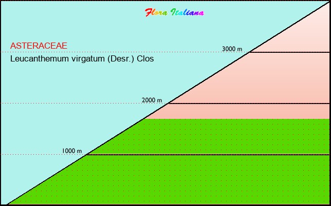 Altitudine - Elevation - Leucanthemum virgatum (Desr.) Clos