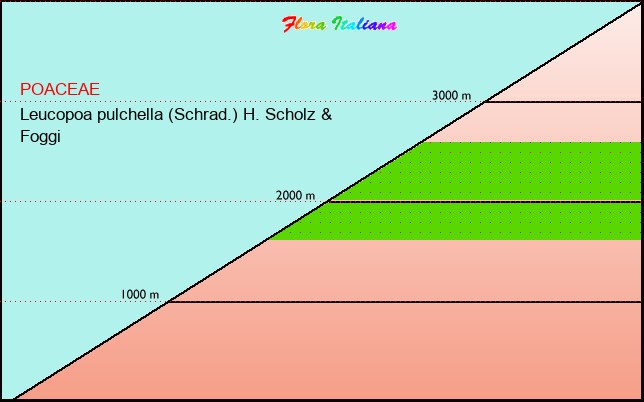 Altitudine - Elevation - Leucopoa pulchella (Schrad.) H. Scholz & Foggi