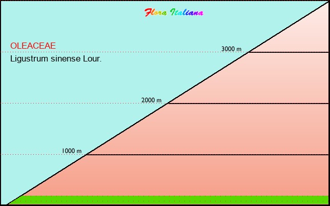 Altitudine - Elevation - Ligustrum sinense Lour.