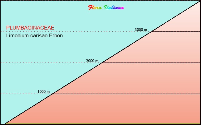 Altitudine - Elevation - Limonium carisae Erben