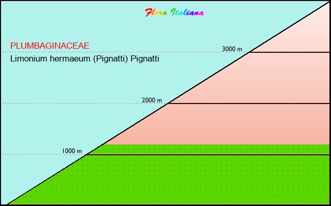 Altitudine - Elevation - Limonium hermaeum (Pignatti) Pignatti