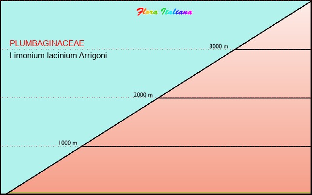 Altitudine - Elevation - Limonium lacinium Arrigoni