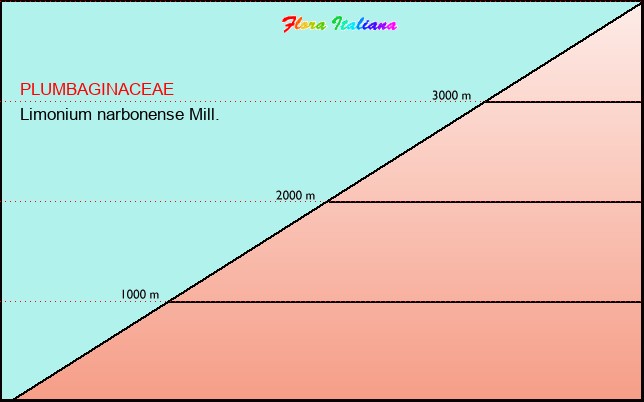 Altitudine - Elevation - Limonium narbonense Mill.