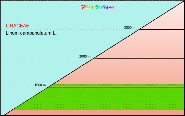 Altitudine - Elevation - Linum campanulatum L.