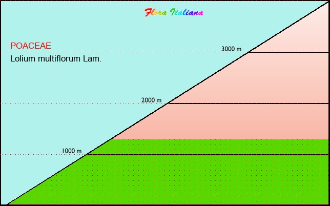 Altitudine - Elevation - Lolium multiflorum Lam.