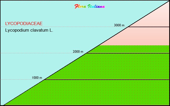 Altitudine - Elevation - Lycopodium clavatum L.