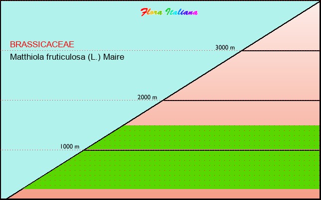 Altitudine - Elevation - Matthiola fruticulosa (L.) Maire