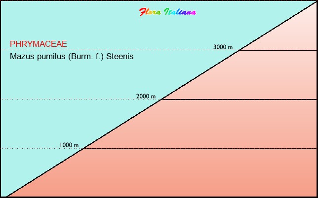 Altitudine - Elevation - Mazus pumilus (Burm. f.) Steenis