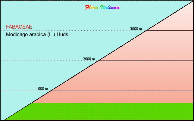 Altitudine - Elevation - Medicago arabica (L.) Huds.