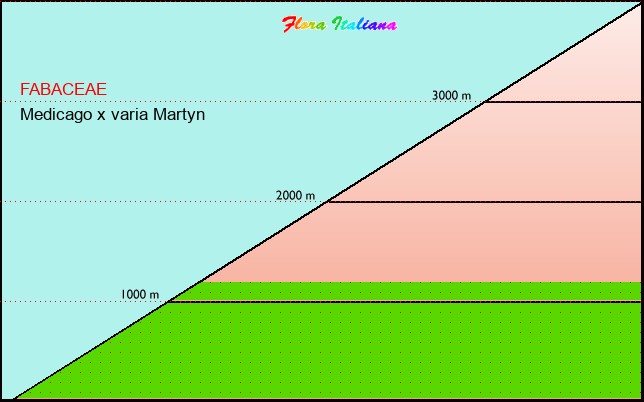 Altitudine - Elevation - Medicago x varia Martyn