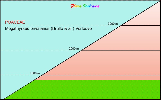 Altitudine - Elevation - Megathyrsus bivonanus (Brullo & al.) Verloove