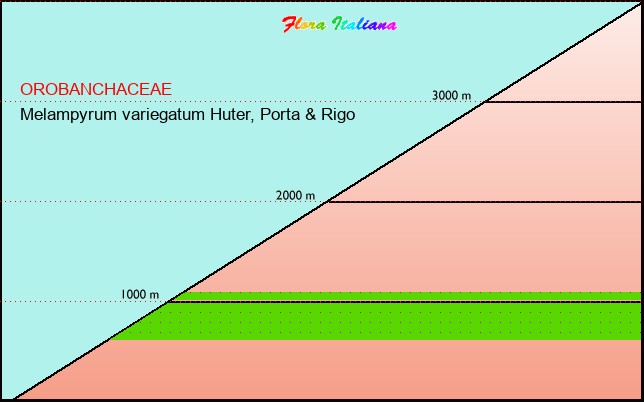 Altitudine - Elevation - Melampyrum variegatum Huter, Porta & Rigo