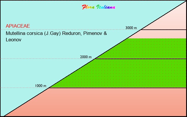 Altitudine - Elevation - Mutellina corsica (J.Gay) Reduron, Pimenov & Leonov