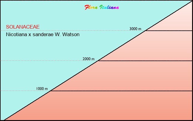 Altitudine - Elevation - Nicotiana x sanderae W. Watson