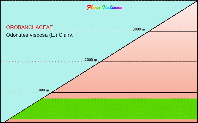 Altitudine - Elevation - Odontites viscosa (L.) Clairv.