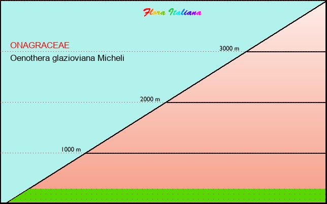 Altitudine - Elevation - Oenothera glazioviana Micheli