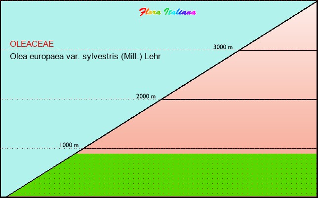 Altitudine - Elevation - Olea europaea var. sylvestris (Mill.) Lehr