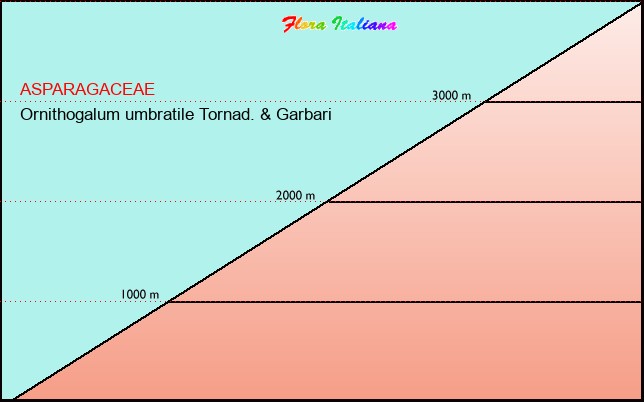 Altitudine - Elevation - Ornithogalum umbratile Tornad. & Garbari