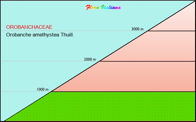 Altitudine - Elevation - Orobanche amethystea Thuill.
