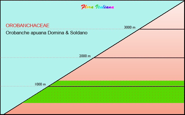 Altitudine - Elevation - Orobanche apuana Domina & Soldano