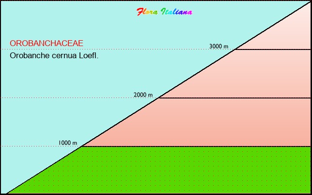 Altitudine - Elevation - Orobanche cernua Loefl.