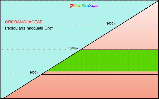 Altitudine - Elevation - Pedicularis hacquetii Graf