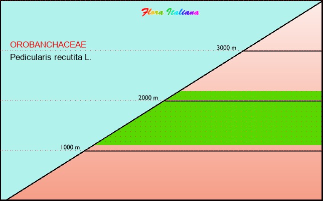 Altitudine - Elevation - Pedicularis recutita L.