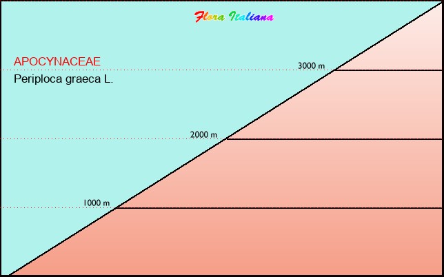 Altitudine - Elevation - Periploca graeca L.