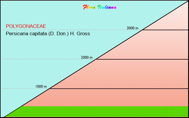 Altitudine - Elevation - Persicaria capitata (D. Don.) H. Gross