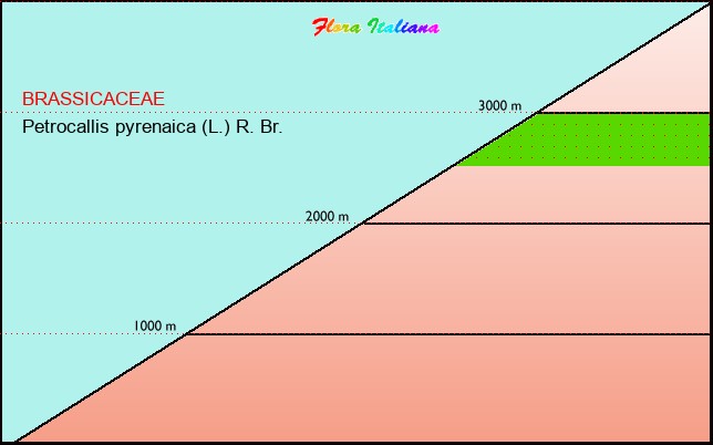 Altitudine - Elevation - Petrocallis pyrenaica (L.) R. Br.