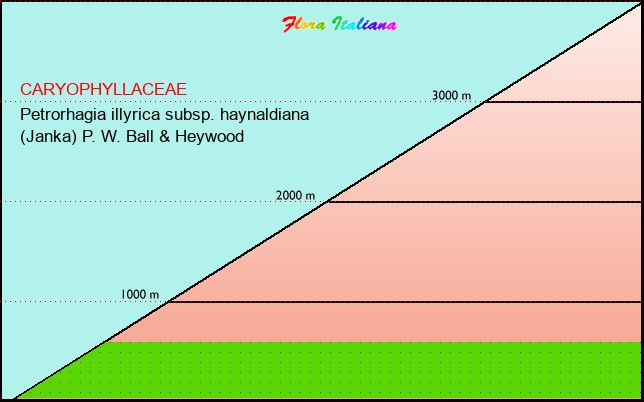 Altitudine - Elevation - Petrorhagia illyrica subsp. haynaldiana (Janka) P. W. Ball & Heywood