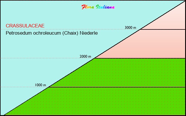 Altitudine - Elevation - Petrosedum ochroleucum (Chaix) Niederle
