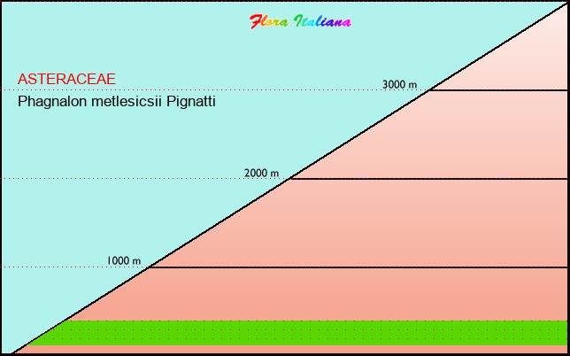 Altitudine - Elevation - Phagnalon metlesicsii Pignatti