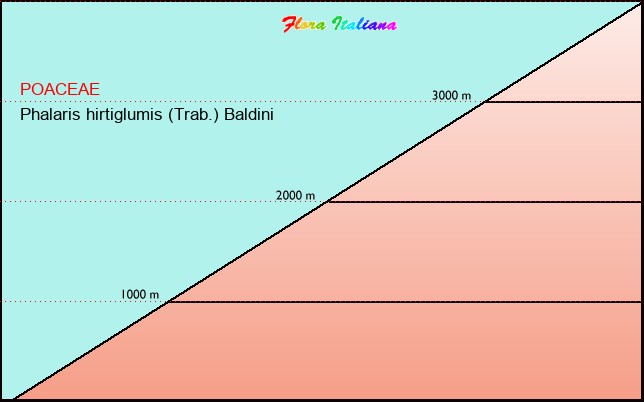 Altitudine - Elevation - Phalaris hirtiglumis (Trab.) Baldini