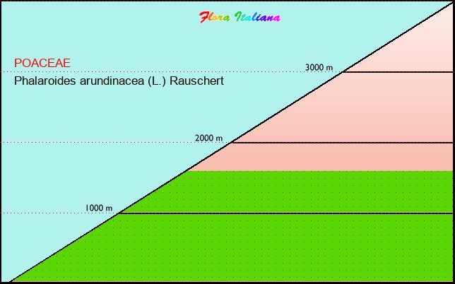 Altitudine - Elevation - Phalaroides arundinacea (L.) Rauschert