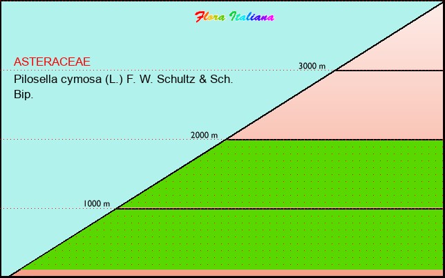 Altitudine - Elevation - Pilosella cymosa (L.) F. W. Schultz & Sch. Bip.