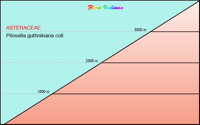 Altitudine - Elevation - Pilosella guthnikiana coll.